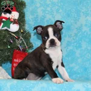 Cardinal, Boston Terrier Puppy